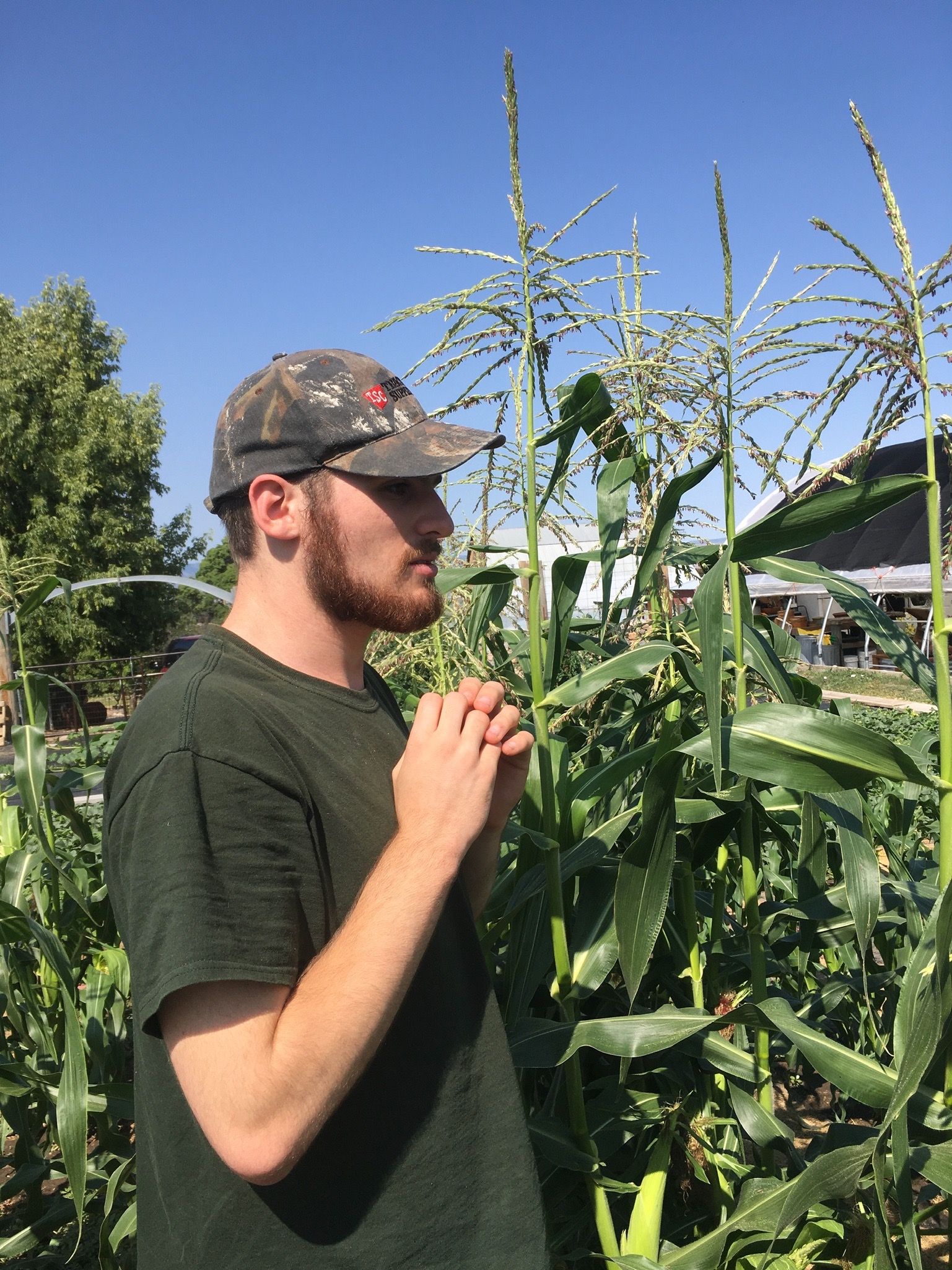 Derek admiring his corn - which is taller than he is!